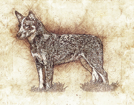 Australian Cattle Dog - Heeler - Da Vinci Style Art - 11 x 14" UNFRAMED