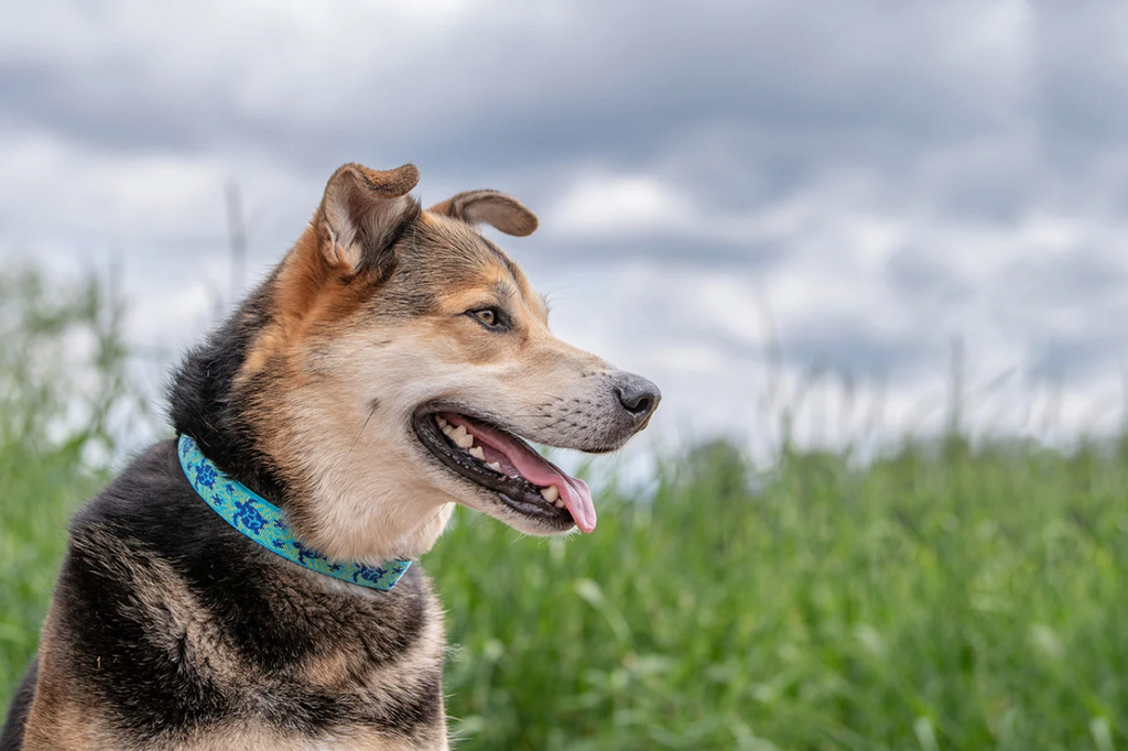 Canine Couture: Navigating the World of Dog Collars for Safety, Style, and Bonding