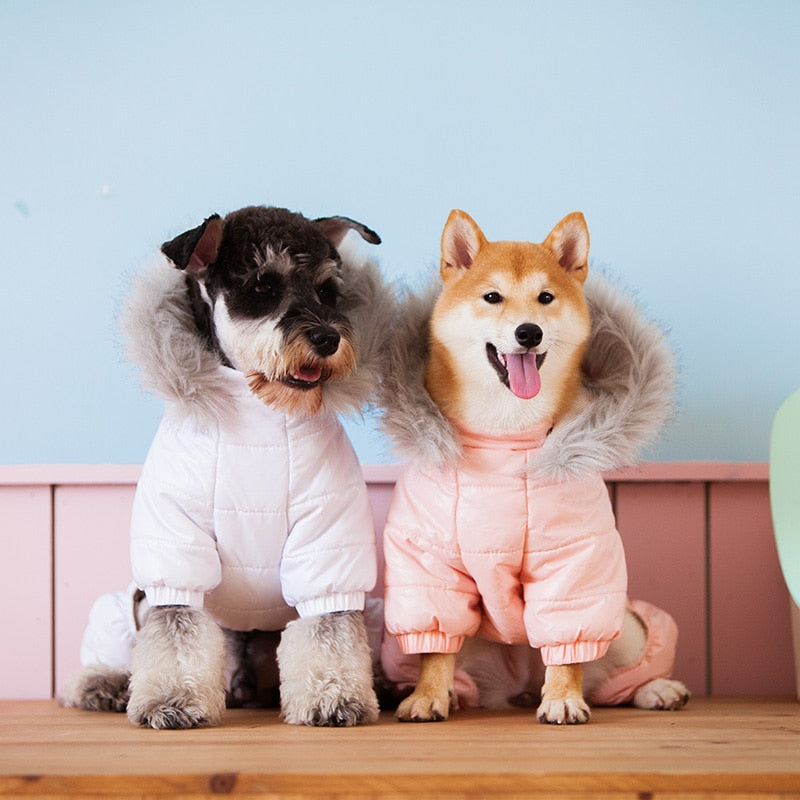 Pet dog clothes