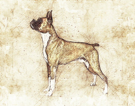 11 x 14" Sketch of a Boxer  - UNFRAMED