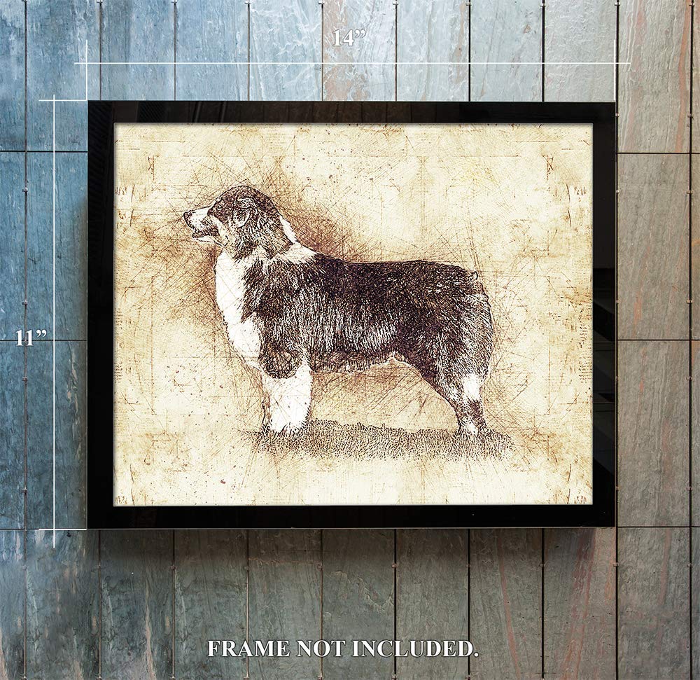 11 x 14" Sketch of an Australian Shepherd - Da Vinci Style - UNFRAMED