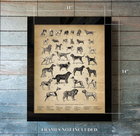 Breeds of Dogs - 11 x 14" UNFRAMED Print