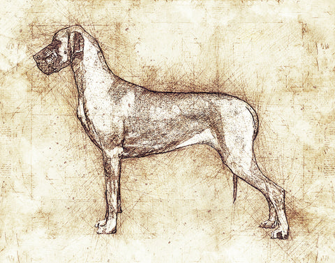 Great Dane Art Print - Da Vinci style Sketch - 11 x 14" UNFRAMED Print